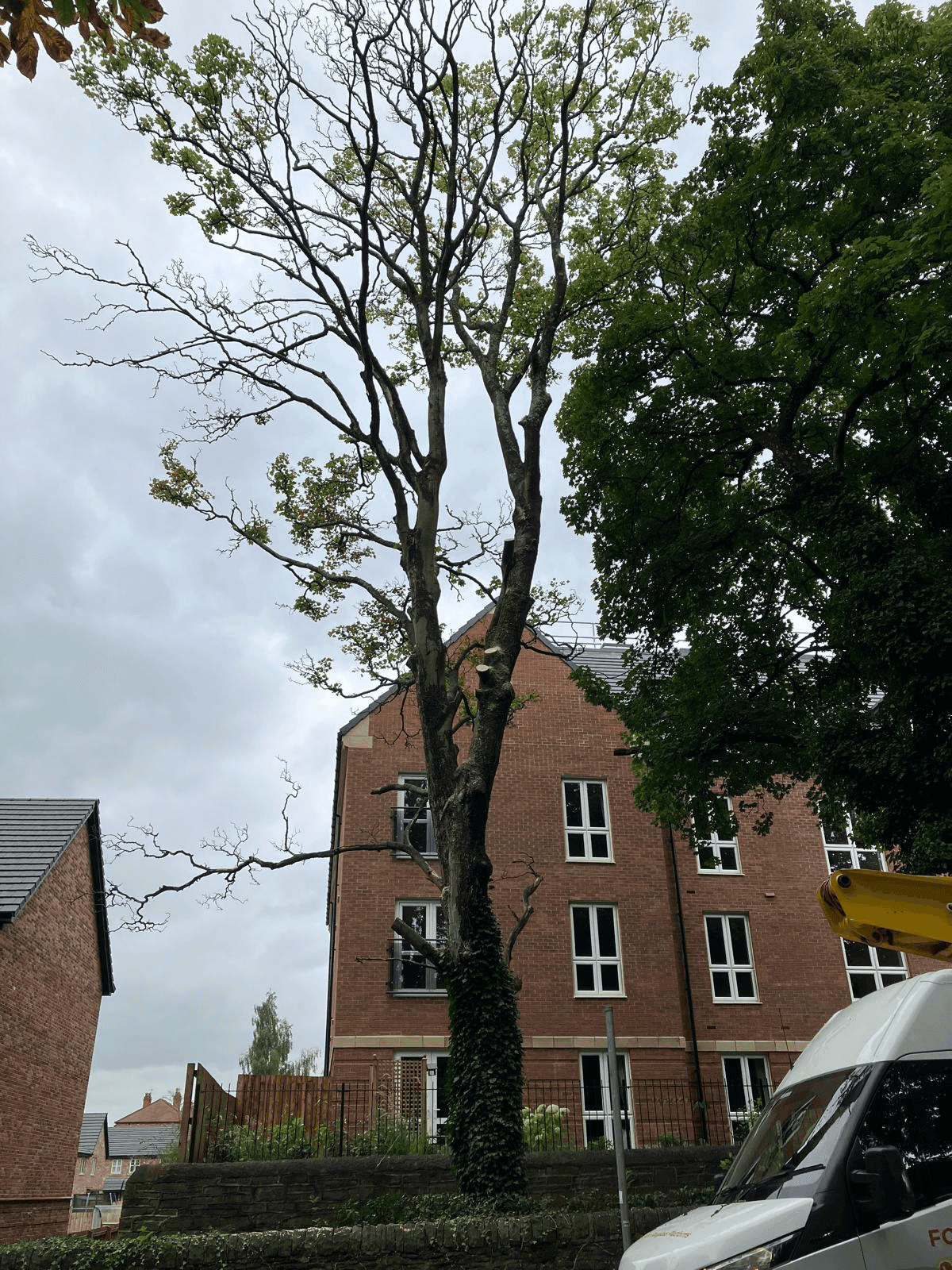 Tree Service Gallery Image 2