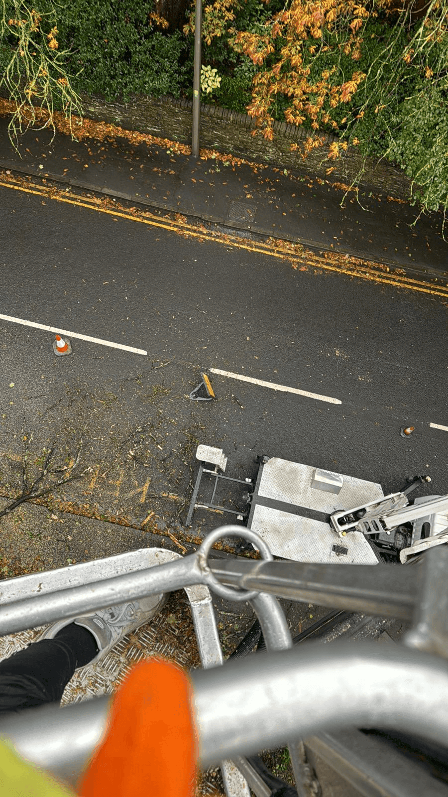 Tree Service Gallery Image 4