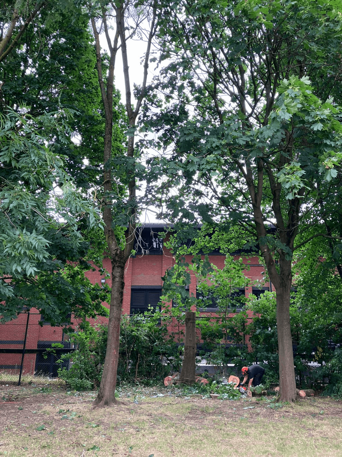 Tree Service Gallery Image 5