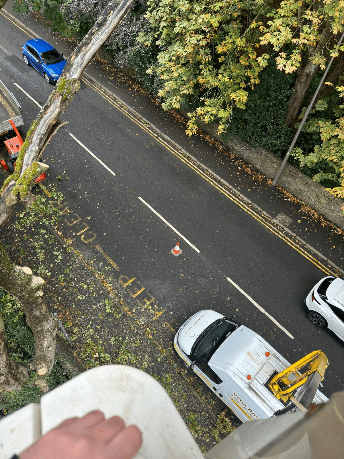 Tree Service Gallery Image 7