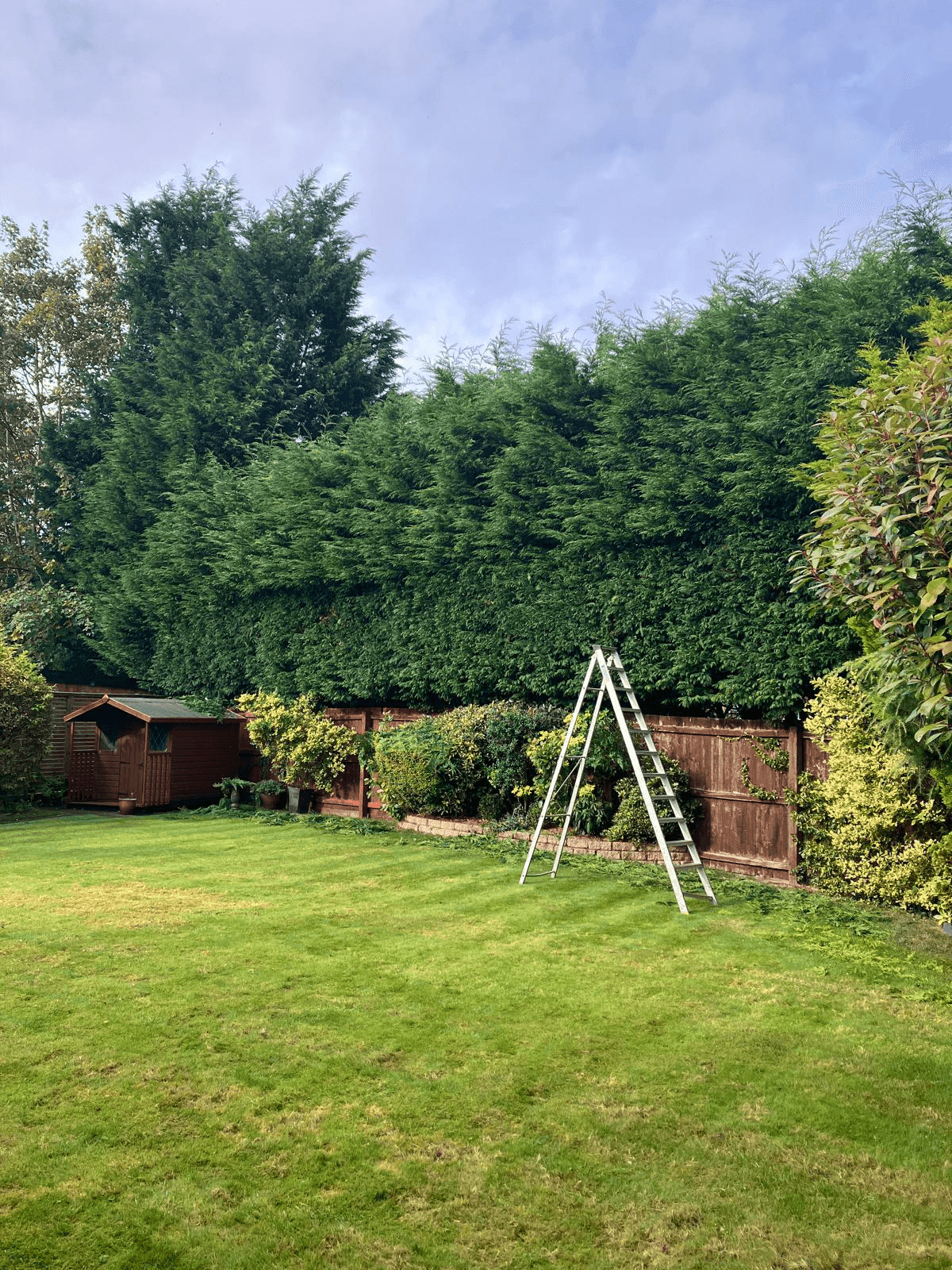 Tree Service Gallery Image 8